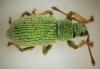 Phyllobius roboretanus